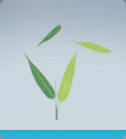 level 57 BAMBOO REGENERATION