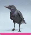 Thumbnail for version as of 22:17, 2 April 2025