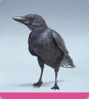 level 95 CASH CROW
